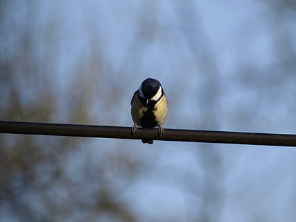 tetta, uccello, temi animali, vertebrato, un animale, animale, animali allo stato selvatico, appollaiati, fauna selvatica, concentrarsi sulle conoscenze acquisite, nessuno, giorno, all'aperto, natura, avvicinamento, ringhiera, lunghezza intera, Inquadratura dal basso, cavo, cinciallegra, metallo, 2K, CC0, dominio pubblico, privo di copyright