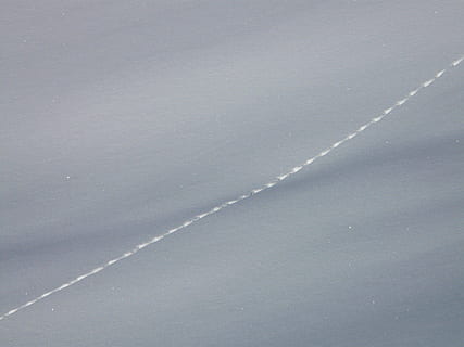 Spur, Winter, Schnee, tiefer Schnee, Pulverschnee, Tierspur, winterlich, Landschaft, schneebedeckt, keine Leute, Tag, Szenen - Natur, Natur, Vollbild, Schönheit in der Natur, Ruhe, Hintergründe, ruhige Szene, Land, Kondensstreifen, draußen, Himmel, Wasser, High Angle View, wolke - himmel, Nicht-städtische Szene, idyllisch, Muster, 2K, CC0, gemeinfrei, lizenzfrei