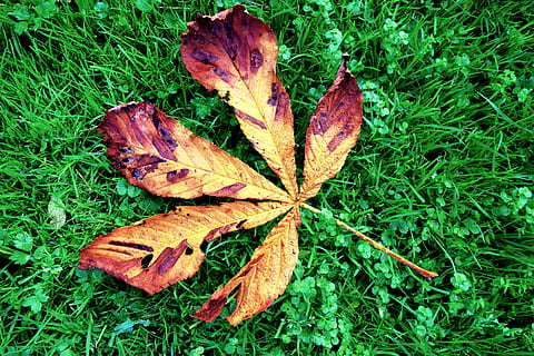 kastanje, blad, kastanjeblad, græs, efterår, faldet blad, oktober, gul, lilla, plante, plante del, jord, natur, Mark, lave om, grøn farve, dag, ingen mennesker, tør, høj vinkel visning, direkte over, udendørs, vækst, faldende, tæt på, skønhed i naturen, blade, ahorn blad, naturlig tilstand, 4K, CC0, offentligt domæne, royaltyfrie