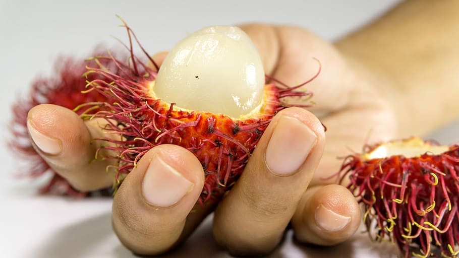 rambutan, fruita, fons, mà, fresc, blanc, vermell, menjar, dolç, tropical, deliciós, saludable, colorit, naturalesa, asia, primer pla, natural, tailandès, cabell, nutrició, postres, madur, Tailàndia, salut, frescor, orgànic, asiàtic, saborós, vitamina, sucós, dieta, full, exòtic, textura, aïllat, crua, arbre, verd, planta, agricultura, estiu, fruites, creixement, alimentació saludable, menjar i beguda, a l'interior, benestar, vegetals, part del cos humà, mà humana, aliments crus, una persona, enfocament selectiu, celebració, preparació, litxi, dit, 5K