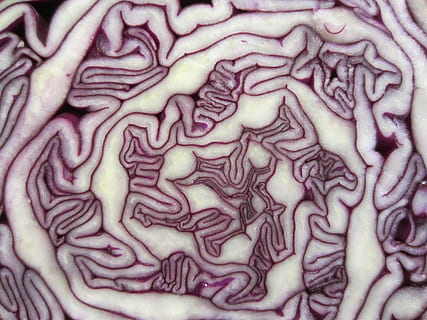 modelo, repollo rojo, vegetal, repollo, comida, rojo, ensalada, vegetariano, crudo, púrpura, vegano, color, vistoso, Fresco, sano, fotograma completo, antecedentes, sección transversal, de cerca, resumen, comida y bebida, frescura, nadie, alimentación saludable, adentro, bienestar, alimentos crudos, patrón natural, rebanada, carne, primer plano extremo, naturaleza muerta, texturizado, comida vegetariana, 4K, CC0, dominio público, libre de derechos