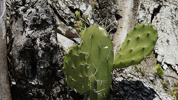 cactus, groen, boom, fabriek, boomstam, groei, romp, detailopname, natuur, geen mensen, dag, getextureerde, schoonheid in de natuur, groene kleur, buitenshuis, focus op de voorgrond, blad, deel van de plant, rots, ruw, rock - object, solide, schors, 5K, CC0, publiek domein, royaltyvrij