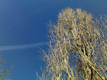 céu, árvore, contrail, plantar, azul, natureza, visão de baixo ângulo, ninguém, céu limpo, beleza na natureza, ramo, ao ar livre, dia, crescimento, inverno, tranquilidade, fechar-se, ensolarado, copie o espaço, temperatura fria, focar em primeiro plano, árvore conífera, 1080P, CC0, domínio público, royalty free