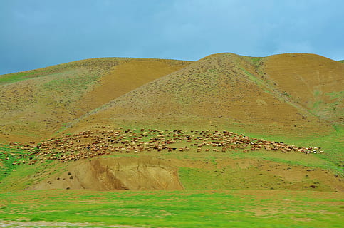aconseguir, xai, llana, ovelles, animal, menjar, herba, mamífer, Agricultura, horitzontal, camp, naturalesa, natural, granja, carn, lanat, ramat, estiu, medi ambient, paisatge, terra, cel, escenics - natura, escena no urbana, tranquil·litat, muntanya, cap gent, escena tranquil·la, bellesa a la natura, dia, planta, remot, a l'aire lliure, geografia física, destinacions de viatge, semiàrid, clima, clima àrid, 4K, CC0, domini públic, lliure de regalies