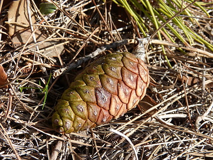 ananas, modning, pinnace, fyrretræ, Skov, et dyr, dag, tæt på, udendørs, ingen mennesker, natur, plante, jord, Mark, høj vinkel visning, dyreliv, vækst, tør, dyr, fokus på forgrunden, blad, dyr i naturen, plante del, dyre temaer, Kvist, Brun, 4K, CC0, offentligt domæne, royaltyfrie