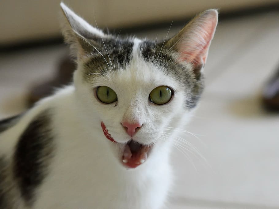 pisică, portret, in cautarea, față, a închide, animal de companie, intern, felin, drăguţ, ochi, cap, Kitty, cu blană, par scurt, blană, pisica domestica, animal, un animal, animale tematice, animale de companie, animale domestice, mamifer, partea corpului animalului, gură, animale vertebrate, privind camera, gura deschisa, expresie faciala, nici o persoana, ochi verzi, mustăţi, cap de animal, gura animalului, ochi de animale, ochi galbeni, 1080P