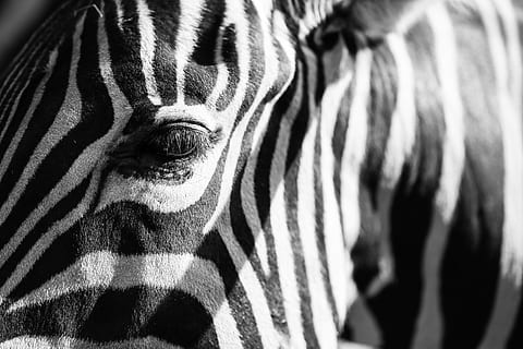 zebra, dobrý, snadný, pruhovaný, zvíře, zvířat, savec, zvířata ve volné přírodě, detail, jednoho zvířete, označení zvířat, obratlovců, safari, nikdo, část těla zvířete, přírodní vzor, vzor, domácí zvířata, venku, den, zvířecí hlavy, býložravý, zoo, zvířecí oko, 4K, CC0, veřejná doména, bez autorských práv
