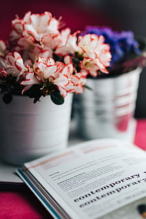 gryde, kage, Bestil, blomster, flora, lyserød, smuk, fruitcake, lilla, violet, blomst, buket, plante, natur, tæt på, rød, bord, vase, selektiv fokusering, ingen mennesker, indendørs, blomstrende plante, offentliggørelse, friskhed, blomsterhoved, skrøbelighed, sårbarhed, stilleben, kop, blomsterstand, skønhed i naturen, blomster arrangement, 5K