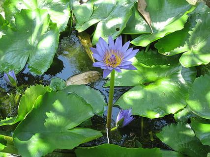 Shadow, Flower, Leaf, Green, Water, green, water, water lily, freshness, fragility, green color, nature, plant, flowering plant, plant part, growth, beauty in nature, vulnerability, petal, close-up, purple, inflorescence, no people, flower head, day, outdoors, floating on water, pollen, lotus water lily, 4K, CC0, public domain, royalty free