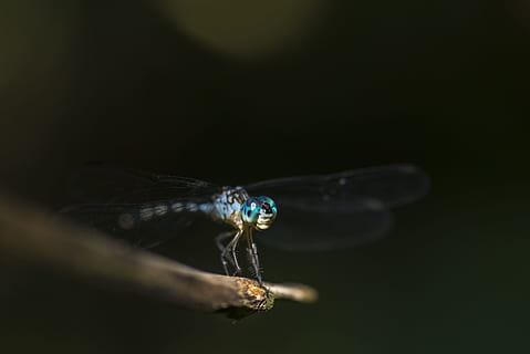 poc profund, focalitzar la fotografia, blau, libèl·lula, fotografia macro, branca, insecte, error, la vida, volar, naturalesa, animal, ala dels animals, primer pla, macro, vida salvatge, estiu, un animal, temes d'animals, fauna animal, animals a la natura, invertebrat, fons negre, cap gent, part del cos dels animals, enfocament selectiu, tir de l'estudi, a l'aire lliure, ull d’animals, primer pla extrem, 4K, CC0, domini públic, lliure de regalies