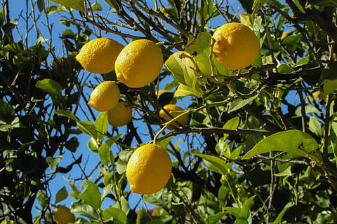 reif, Limonaden, Baum, Zitronenbaum, Obst, Natur, Zitrone, Pflanze, Gelb, Landwirtschaft, Zitrusfrucht, Blatt, Essen und Trinken, gesundes Essen, Wachstum, Lebensmittel, Obstbaum, Frische, Pflanzenteil, keine Leute, Ast, Wohlbefinden, Tag, draußen, 4K, CC0, gemeinfrei, lizenzfrei
