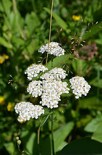blomst, felt, edderkopp, blomst, Enger, natur, anlegg, fokusere på forgrunnen, dag, skjørhet, blomstrende plante, sårbarhet, skjønnhet i naturen, vekst, friskhet, hvit farge, nærbilde, blomsterhodet, ingen folk, petal, inflorescence, selektiv fokusering, utendørs, blad, pollinering, en haug med blomster, syrin, 4K, CC0, offentlig domene, opphavsrett gratis