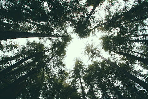 Worms Eye View Fotografie, Grün, blätterte, Bäume, Flachwinkelaufnahmen, Wald, Baum, Baumkrone, Kiefer, Landschaft, Pflanze, Flachwinkelansicht, Wachstum, Schönheit in der Natur, Ruhe, Land, Natur, keine Leute, Tag, Kofferraum, Himmel, Baumstamm, draußen, Ast, Szenen - Natur, große Höhe, Nicht-städtische Szene, direkt darunter, Bambuspflanze, Nadelbaum, 5K, CC0, gemeinfrei, lizenzfrei