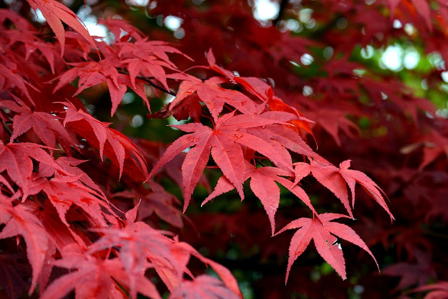 Bergahorn, Ahorn, rot, Baum, Herbst, Blätter, Laubbaum, Farbe, hell, Pflanzenteil, Blatt, Veränderung, Nahansicht, Ahornblatt, Pflanze, Natur, Schönheit in der Natur, keine Leute, Wachstum, Ahornbaum, Fokus auf den Vordergrund, Tag, draußen, selektiver Fokus, Hintergründe, natürlicher Zustand, 4K