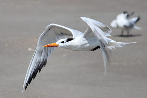 fjer, flyvningen, seagall, fugl, dyreliv, dyr i naturen, dyre temaer, et dyr, ingen mennesker, dyr, hvirveldyr, flyvende, spredte vinger, fokus på forgrunden, måge, dag, næb, natur, bevægelse, Midt i luften, vand, jagt, 1080P, CC0, offentligt domæne, royaltyfrie