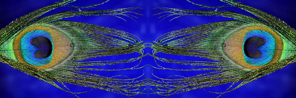 Pfauenfeder, gespiegelt, Makro, Panoramaformat, Pfau, Feder, Gefieder, Natur, Farbe, irisierend, Vogelfeder, Leichtigkeit, bunt, Blau, Grün, farbenpracht, Muster, wunderschönen, Wunder der Natur, Struktur, hell, Symbol, Frühlingsschmuck, Schmuck, Kartengruß, Auge, Tierthemen, Nahansicht, Tier, menschliches Körperteil, Studioaufnahme, Symmetrie, Körperteil, mehrfarbig, ein Tier, schwarzer Hintergrund, Schönheit, Tierwelt, farbiger Hintergrund, digitaler Verbund, Biologie, 5K, CC0, gemeinfrei, lizenzfrei