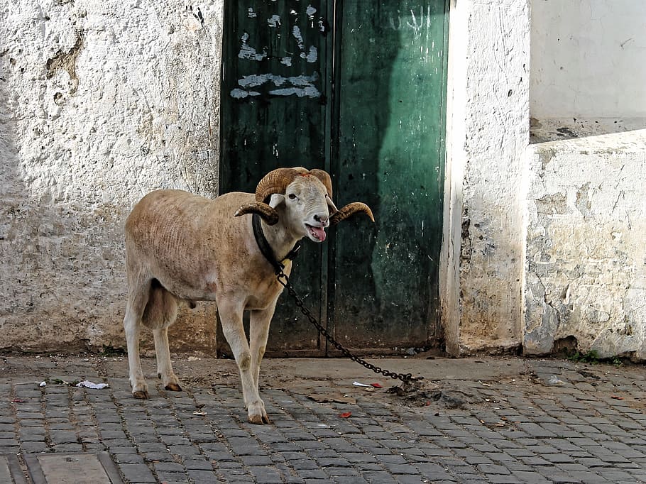 bock, carn d'ovella, ovelles, banyes, alger, kasbah, nord d'Àfrica, barri antic, llana, bestiar, animals domèstics, temes d'animals, nacional, animal, mascotes, mamífer, un animal, vertebrats, gos, caní, de peu, sendera, dia, funció de construcció de parets, arquitectura, cap gent, exterior de l'edifici, entrada, porta, llambordes, a l'aire lliure, 2K