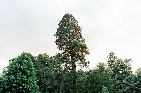 sequoia tree, parkere, Sequoia, træ, natur, Skov, plante, eviggrønne træ, afdeling, udendørs, grøn farve, ingen mennesker, fyrretræ, Pinaceae, dag, vækst, himmel, skønhed i naturen, jord, ro, lav vinkel visning, miljø, ikke-urbane scene, scenics - natur, sky - himmel, rolig scene, Mark, nåletræ, trætop, fyrreskov, 4K, CC0, offentligt domæne, royaltyfrie