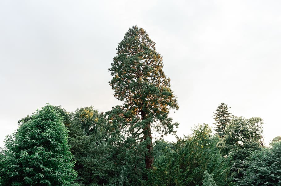 sequoia tree, parkere, Sequoia, træ, natur, Skov, plante, eviggrønne træ, afdeling, udendørs, grøn farve, ingen mennesker, fyrretræ, Pinaceae, dag, vækst, himmel, skønhed i naturen, jord, ro, lav vinkel visning, miljø, ikke-urbane scene, scenics - natur, sky - himmel, rolig scene, Mark, nåletræ, trætop, fyrreskov, 4K