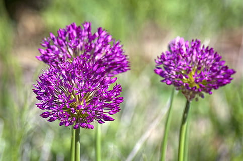 pavasaris, visagalis, žydi, violetinė, gėlė, Thistle, augalų, pobūdį, žydintys augalai, šviežumas, grožis gamtoje, pažeidžiamumas, Iš arti, trapumas, augimą, žiedlapis, žiedynas, sutelkti dėmesį į naujas žinias, gėlių galva, nėra žmonių, augalų stiebas, dieną, atrankinis dėmesys, lauke, pavasarį, dobilai, geliu lova, 4K, CC0, Viešasis domenas, nemokamai