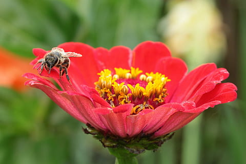 mehiläinen, kukka, hyönteinen, Kimalaiset, siitepöly, makro, lähikuva, yksityiskohta, luonto, kukinta, pollinating, pölytys, ulkona, kasvi, hauraus, selkärangaton, alttius, kauneus luonnossa, terälehti, eläinten teemoja, tuoreus, eläin, eläinten villieläimet, yksi eläin, eläimiä, kukka pää, kasvu, keskittyä etualalle, ei ihmisiä, 1080P, CC0, public domain, rojaltivapaa