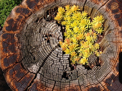 boomstam, logboek, fabriek, vetplanten, boom, romp, tuin-, boomring, boomstronk, hout - materiaal, concentrisch, schors, natuur, detailopname, groei, dag, getextureerde, geen mensen, volledig kader, natuurlijk patroon, recht boven, schoonheid in de natuur, hout, buitenshuis, houtnerf, 2K, CC0, publiek domein, royaltyvrij
