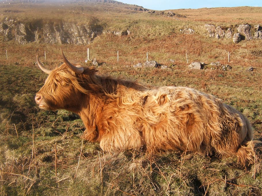 Marrone, bestiame, campo d'erba, erba, campo, animale, mucca, natura, scena rurale, azienda agricola, agricoltura, pascolo, mammifero, cornuto, animali e animali domestici, all'aperto, prato, bovini domestici, animali da fattoria, paesaggio, temi animali, animali allo stato selvatico, un animale, fauna selvatica, giorno, animali domestici, terra, vertebrato, domestico, bovini dell'altopiano, gruppo di animali, ambiente, nessuno, erbivoro, 2K