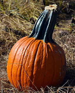 carbassa, pegat de carbassa, taronja, tardor, Halloween, caure, pegat, granja, collita, agricultura, acció de gràcies, camp, vegetals, menjar, octubre, naturalesa, colorit, estacional, temporada, país, jardineria, orgànic, madur, festa, collir, jardí, rural, saludable, menjar i beguda, terra, color taronja, dia, centrar-se en primer pla, alimentació saludable, cap gent, primer pla, frescor, planta, celebració, benestar, a l'aire lliure, menjar vegetarià, 2K, CC0, domini públic, lliure de regalies
