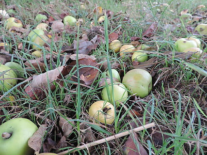 poma, inesperat, tardor, menjar, menjar i beguda, alimentació saludable, planta, terra, camp, cap gent, fruita, benestar, creixement, frescor, dia, naturalesa, color verd, vista d’angle alt, primer pla, herba, full, part de la planta, a l'aire lliure, 4K, CC0, domini públic, lliure de regalies