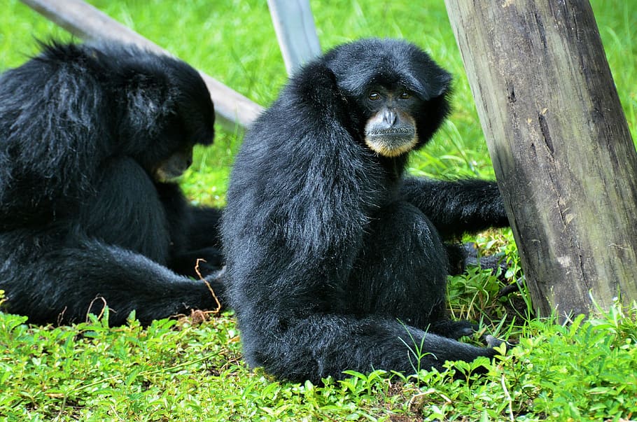 scimmia nera, scimmia, primate, animale, zoo, animali, mammifero, nero, foresta pluviale, natura, fauna selvatica, terra, animali allo stato selvatico, pianta, colore nero, nessuno, seduta, peli di animali, giorno, albero, capelli, vertebrato, all'aperto, foresta pluviale tropicale, 4K