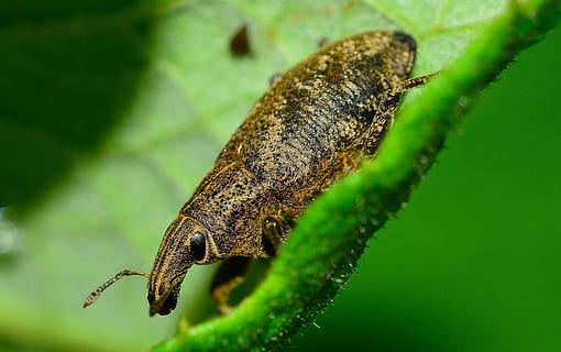 weevil, hmyz, brouk, jednoho zvířete, zvířata ve volné přírodě, zvířat, zelená barva, Příroda, zvíře, detail, bezobratlý, zaměřit se na popředí, nikdo, rostlina, selektivní zaměření, den, rostlinné části, část těla zvířete, venku, zvířecí anténa, list, 2K, CC0, veřejná doména, bez autorských práv