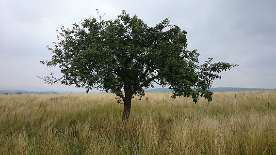 Baum, Wiese, Landschaft, Himmel, sich ausruhen, Stillleben, Obstbaum, Idylle, individuell, Natur, Pflanze, Umgebung, Land, Feld, Gras, Schönheit in der Natur, Ruhe, Wachstum, Szenen - Natur, keine Leute, Nicht-städtische Szene, ruhige Szene, wolke - himmel, Horizont über Land, draußen, ländliche Szene, 4K, CC0, gemeinfrei, lizenzfrei