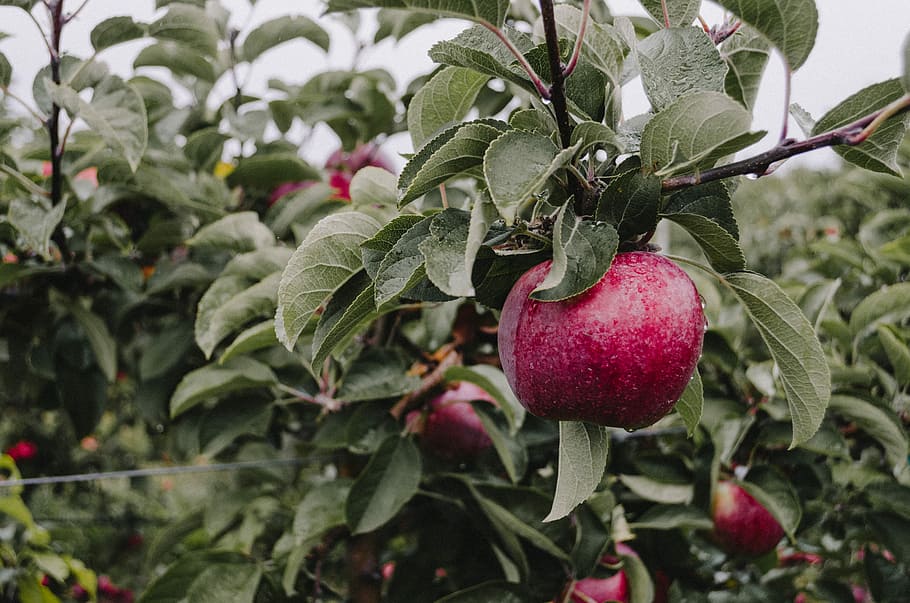modent æble, rød, æble frugt, træ, frugthave, æble, blad, afdeling, høst, efterår, plukke, æbleplukning, hænge, regn, vand, frugt, mad og drikke, mad, sund kost, plante del, friskhed, vækst, plante, velvære, landbrug, grøn farve, natur, tæt på, ingen mennesker, dag, frugt træ, moden, organisk, udendørs, havearbejde, plantage, 2K