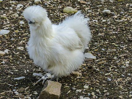 pollo, mullido, bajadas, blanco, plumado, animal, natural, naturaleza, temas de animales, un animal, el color blanco, animales domesticos, vertebrado, nacional, mascotas, pájaro, mamífero, día, nadie, tierra, pollo - pájaro, animal joven, campo, vista de alto ángulo, ganado, animales en la naturaleza, al aire libre, 4K, CC0, dominio público, libre de derechos