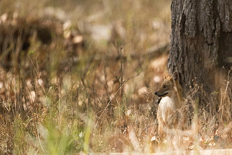 fotografia ravvicinata, Volpe, in piedi, accanto, Marrone, tronco d'albero, coyote, albero, giorno, erba, abbaiare, selvaggio, natura, d'oro, sciacallo dorato, paesaggio, indio, sciacallo, profondità di campo, bokeh, temi animali, animale, animali allo stato selvatico, fauna selvatica, pianta, un animale, vertebrato, messa a fuoco selettiva, mammifero, campo, nessuno, tronco, all'aperto, terra, uccello, 2K, CC0, dominio pubblico, privo di copyright