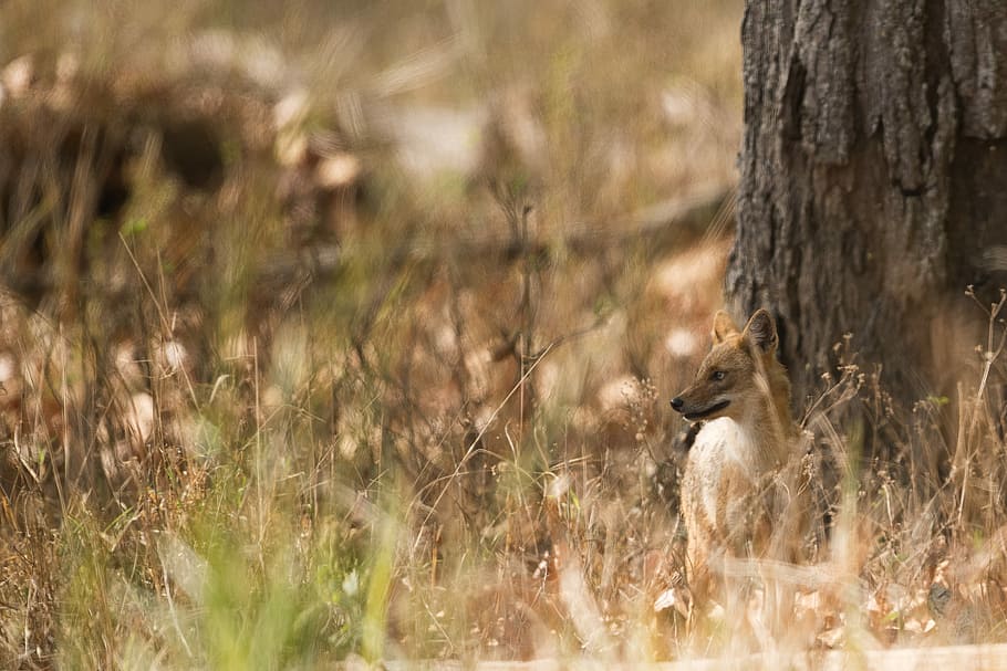 fotografia de primer pla, guineu, de peu, al costat, marró, tronc de l'arbre, coyote, arbre, durant el dia, herba, escorça, salvatge, naturalesa, daurat, xacal daurat, paisatge, indi, vida salvatge, xacal, profunditat de camp, bokeh, temes d'animals, animal, animals a la natura, fauna animal, planta, un animal, vertebrats, enfocament selectiu, mamífer, camp, cap gent, dia, tronc, a l'aire lliure, terra, ocell, 2K
