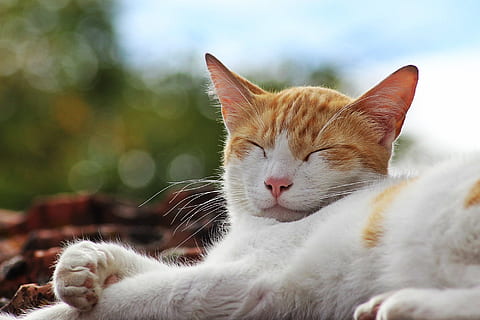 katt, Sol, sova, lugn, inhemsk, husdjur, tamkatt, kattdjur, djur-, djurteman, däggdjur, ett djur, avslappning, ryggradsdjur, närbild, ögon stängda, inget folk, sovande, vilar, morrhår, djur kroppsdel, dag, djurhuvud, ingefära katt, 1080P, CC0, offentligt domän, royaltyfria