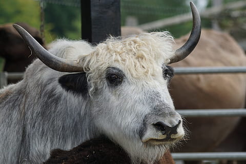 Hof, Rindfleisch, Haustier, gehörnt, Vieh, das Vieh, Hausrinder, Haustiere, Kuh, Tierthemen, Säugetier, Tier, inländisch, Tierwelt, ein Tier, Wirbeltier, Nahansicht, Fokus auf den Vordergrund, keine Leute, Tierhaar, pflanzenfressend, Tag, Stehen, draußen, Tierkopf, Profilansicht, 5K, CC0, gemeinfrei, lizenzfrei