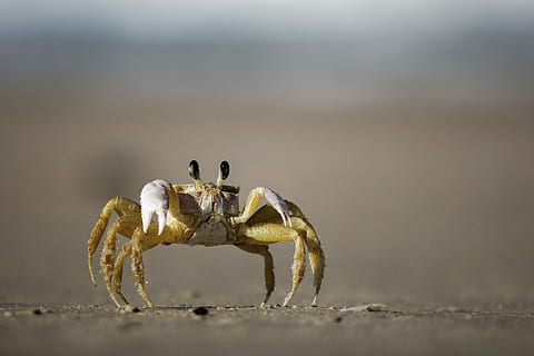 crab, shellfish, beach, sand, ocean, animal themes, animal, one animal, animal wildlife, animals in the wild, day, nature, land, no people, close-up, outdoors, portrait, front view, invertebrate, full length, zoology, marine, animal eye, 5K, CC0, public domain, royalty free