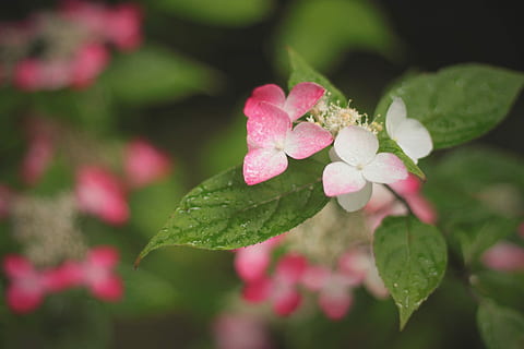 seçici, odak fotoğrafçılık, pembe, beyaz, Yapraklı çiçek bitki, seçici odak, fotoğrafçılık, çiçek, bitki, doğa, kapatmak, tazelik, taçyaprağı, bahar, Yaprak, şube, çiçek kafa, doğada güzellik, sezon, açık havada, yeşil renk, ağaç, makro, büyüme, yaz, insansız, pembe renk, kırılganlık, bitki bölümü, çiçekli bitki, Güvenlik açığı, çiçeklenme, gün, gül, ön plana odaklanmak, yonca, 1080P, CC0, kamu malı, telif ücretsiz