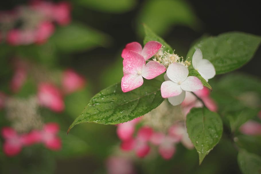 seçici, odak fotoğrafçılık, pembe, beyaz, Yapraklı çiçek bitki, seçici odak, fotoğrafçılık, çiçek, bitki, doğa, kapatmak, tazelik, taçyaprağı, bahar, Yaprak, şube, çiçek kafa, doğada güzellik, sezon, açık havada, yeşil renk, ağaç, makro, büyüme, yaz, insansız, pembe renk, kırılganlık, bitki bölümü, çiçekli bitki, Güvenlik açığı, çiçeklenme, gün, gül, ön plana odaklanmak, yonca, 1080P