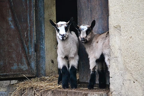 goats, animals, backyard, mammal, animal, animal themes, domestic, pets, domestic animals, group of animals, vertebrate, two animals, no people, day, wall - building feature, young animal, standing, built structure, togetherness, livestock, nature, architecture, herbivorous, animal family, 2K, CC0, public domain, royalty free