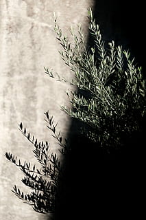 seleccionat, foto del focus, verd, planta de fulla, planta verda, arbre, planta, full, tija, branca, paret, pedra, ombra, llum solar, jardí, olivera, creixement, creixent, arbre vell, tardor, naturalesa, cap gent, dia, bellesa a la natura, part de la planta, a l'aire lliure, primer pla, tranquil·litat, text, centrar-se en primer pla, salut i medicina, vista d’angle baix, tija de la planta, 5K, CC0, domini públic, lliure de regalies