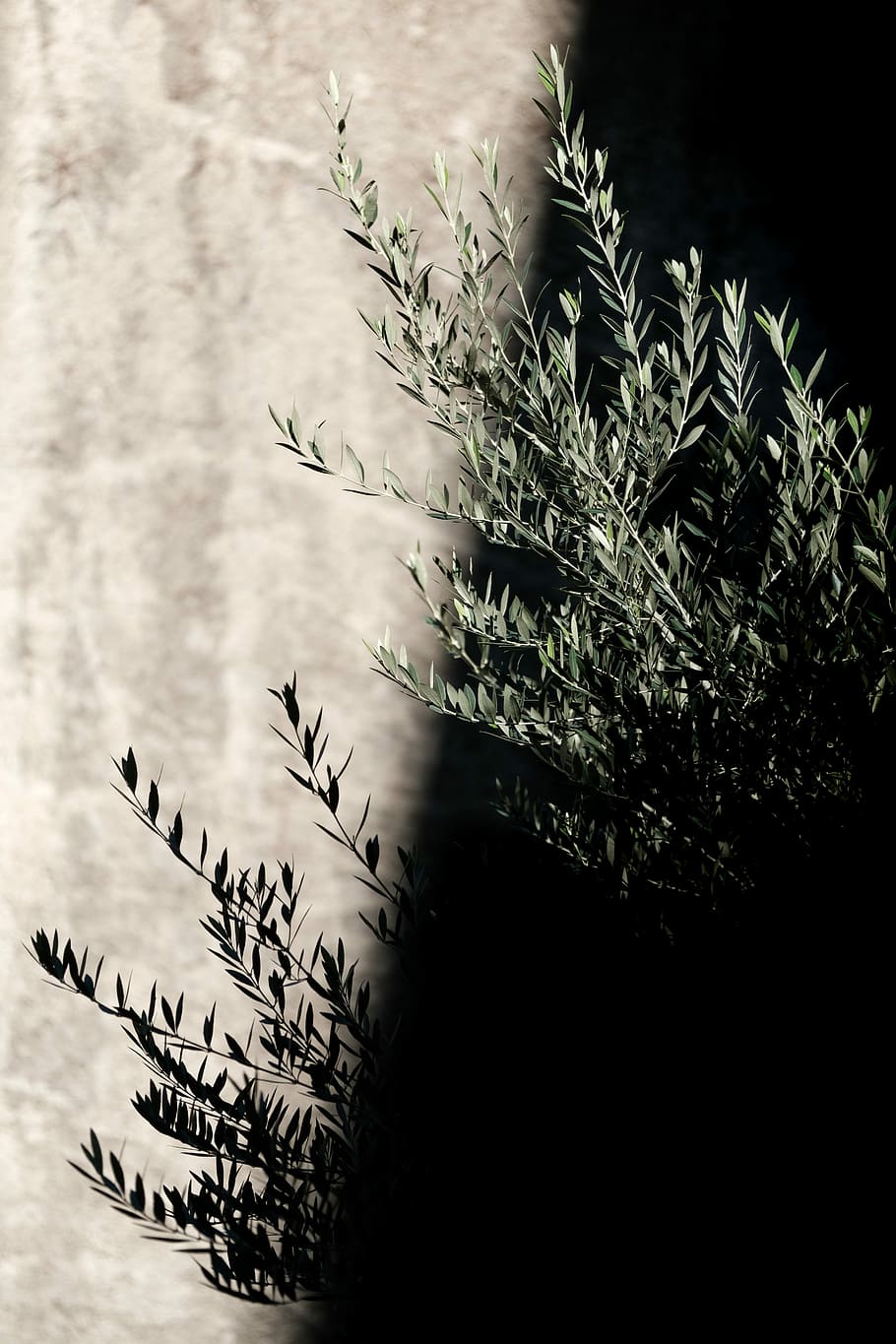 seleccionat, foto del focus, verd, planta de fulla, planta verda, arbre, planta, full, tija, branca, paret, pedra, ombra, llum solar, jardí, olivera, creixement, creixent, arbre vell, tardor, naturalesa, cap gent, dia, bellesa a la natura, part de la planta, a l'aire lliure, primer pla, tranquil·litat, text, centrar-se en primer pla, salut i medicina, vista d’angle baix, tija de la planta, 5K