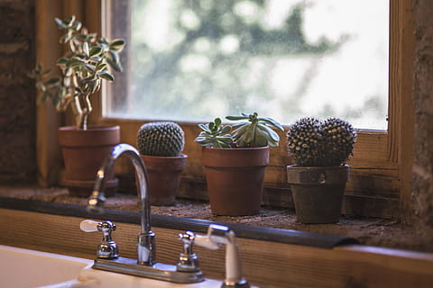 kapatma musluğu, etli, bitkiler, kaktüs, mutfak, dizayn, iç, tablo, modern, lavabo, pencere, dışında, içeride, çıkıntı, ev, stil, apartman, ahşap, arazi, musluk, temiz, yemek, sayaç, kapalı, yaşam tarzı, saksı bitkisi, bitki, içeriye, büyüme, ahşap malzeme, etli bitki, insansız, doğa, gün, pencere pervazına, oturma yeri, ev Aletleri, varyasyon, yeşil renk, kapatmak, ot, ev bitkisi, saksı, bardak, 4K, CC0, kamu malı, telif ücretsiz