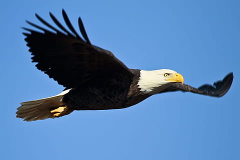 Weißkopfseeadler fliegen, Weißkopfseeadler, hochfliegend, Vogel, Raubvogel, Flug, fliegend, wild, Tierwelt, Natur, Raubtier, Himmel, Tier, Tierthemen, Tiere in freier Wildbahn, Adler, Wirbeltier, ein Tier, Tierkörperteil, Blau, die Flügel ausbreiten, Freiheit, klarer Himmel, Tierflügel, Adler - Vogel, keine Leute, Schnabel, draußen, Profilansicht, Tierkopf, Unabhängigkeit, 1080P, CC0, gemeinfrei, lizenzfrei