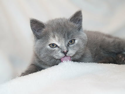 russo, blu, gatto, leccata, snowbed, animali, gattino, cucciolo, soffice, dolce, gatto domestico, animali domestici, carina, animale, giovane animale, felino, pelliccia, piccolo, mammifero, analizzare, cercare, guardare, grigio, domestico, temi animali, un animale, vertebrato, avvicinamento, ritratto, sporgendo la lingua, parte del corpo animale, nessuno, rilassamento, peli di animali, baffo, testa di animale, 2K, CC0, dominio pubblico, privo di copyright