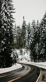 furutrær, dekket, snø, asfaltvei, trær, skyet, himmel, tre, vei, skog, vind veien, natur, vinter, mørk, is, frossen, frigid, høyde, fjell, snøvej, anlegg, kaldtemperatur, transport, kurve, ingen folk, veien forover, dag, land, retning, skjønnhet i naturen, ro, vekst, 5K, CC0, offentlig domene, opphavsrett gratis