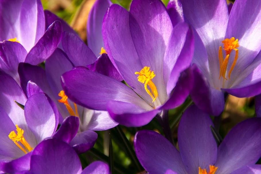 blomstrede, lilla, petaled blomst, dagtimerne, krokus, forår, påske, blomst, blomstre, flor, forårsvågne, forårsbloem, natur, harbinger af foråret, tidlig blomer, pollen, allergi, farve, frimærke, plante, kronblad, skønhed i naturen, vækst, udendørs, ingen mennesker, tæt på, blomstrende plante, friskhed, sårbarhed, skrøbelighed, blomsterhoved, blomsterstand, baggrunde, fuld ramme, dag, blomsterseng, prydhave, 4K