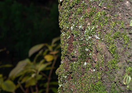 Borke, Baumstamm, Wald, Kofferraum, Baum, Moos, natürlich, Organismus, Pflanze, Wachstum, Natur, draußen, grüne Farbe, keine Leute, Nahansicht, selektiver Fokus, Schönheit in der Natur, Fokus auf den Vordergrund, Tag, texturiert, Land, Blatt, Pflanzenteil, Flechte, Regenwald, 2K, CC0, gemeinfrei, lizenzfrei